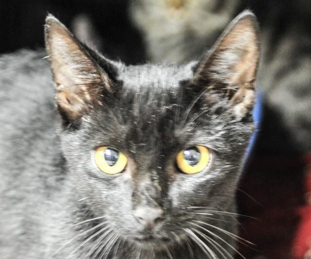 Zorro